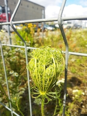 Daucus carota