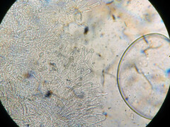 Oudemansiella limonispora