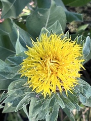 Centaurea macrocephala