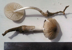 Oudemansiella limonispora