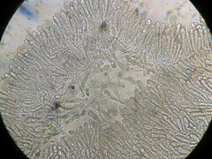 Oudemansiella limonispora