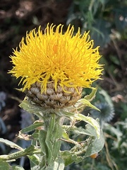 Centaurea macrocephala
