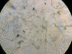Oudemansiella limonispora