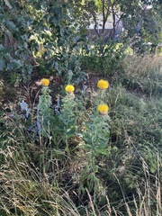 Centaurea macrocephala