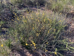 Acacia restiacea