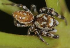 Metaphidippus chera