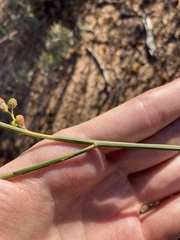 Acacia restiacea