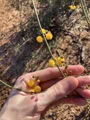 Acacia restiacea