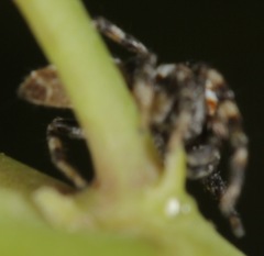 Metaphidippus chera