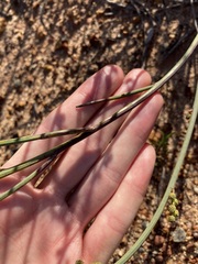 Acacia restiacea