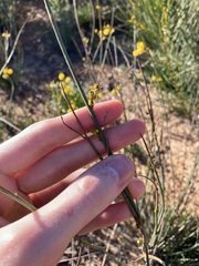 Acacia restiacea
