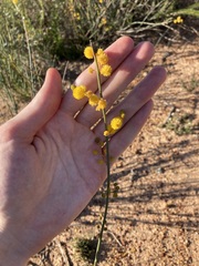Acacia restiacea