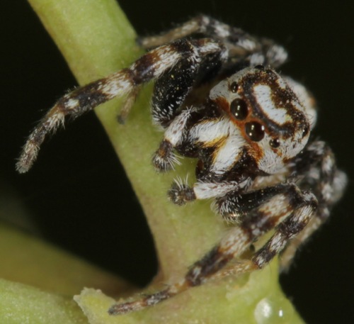 Metaphidippus chera