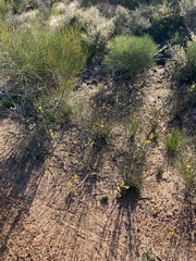 Acacia restiacea