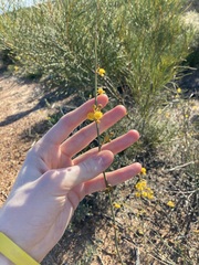 Acacia restiacea
