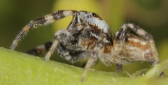 Metaphidippus chera