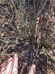 Acacia restiacea