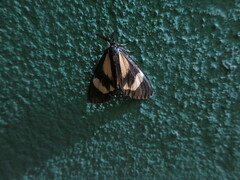 Phaegorista agaristoides