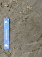 Tamias striatus