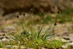 Carex parviflora
