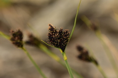 Carex parviflora