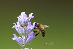 Apis mellifera