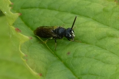 Hylaeus communis