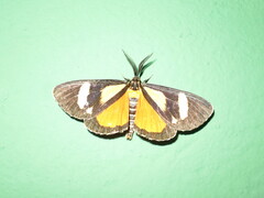 Phaegorista agaristoides