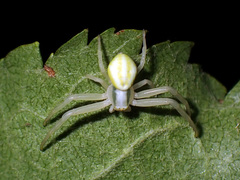 Misumena vatia