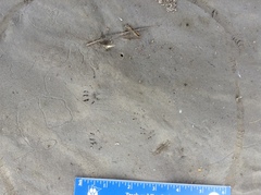 Tamias striatus