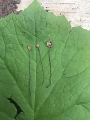 Marasmius wettsteinii