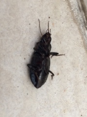 Carabidae