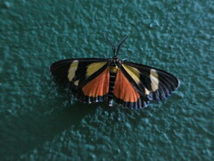 Phaegorista agaristoides