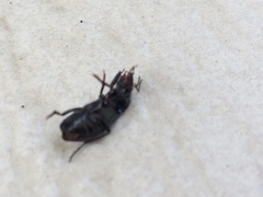 Carabidae