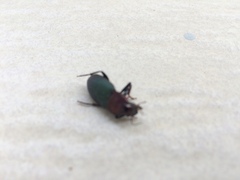 Carabidae