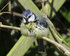 Cyanistes caeruleus