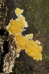 Trichoderma victoriense