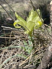 Iris caucasica