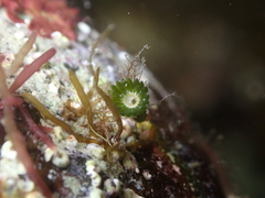 Parvocaulis polyphysoides