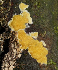 Trichoderma victoriense