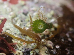 Parvocaulis polyphysoides