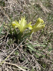 Iris caucasica
