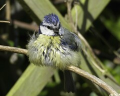 Cyanistes caeruleus