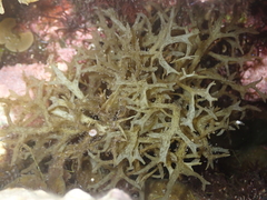 Cystoseira compressa