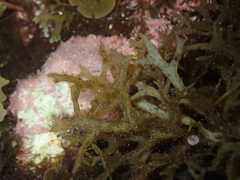 Cystoseira compressa