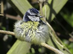 Cyanistes caeruleus
