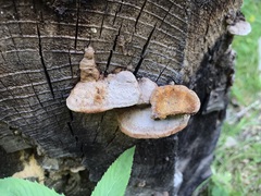 Gloeophyllum odoratum