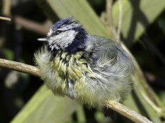 Cyanistes caeruleus