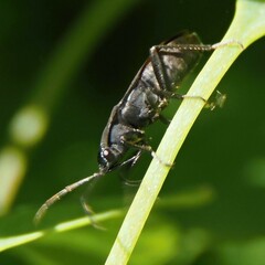 Aphanus rolandri