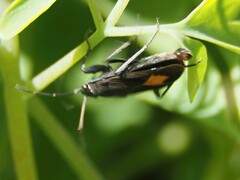 Aphanus rolandri